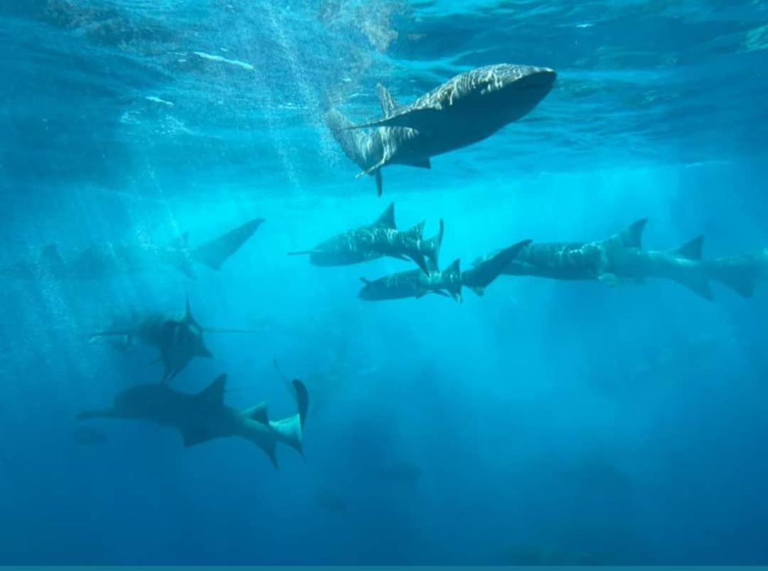 ホテル Chambao Maldives グライドゥ エクステリア 写真